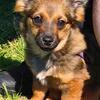 Small female mixed breed