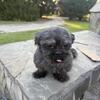 Purebred Shih Tzu- Cayetano
