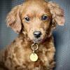 Mini Golden Retriever