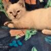 Snowshoe lynx point Siamese kitten male ready now