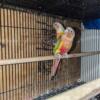 Green cheek pair Verified at a good negotiable price