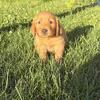 Purebred Red Golden Retriever Puppies