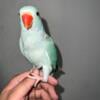 INDIAN RINGNECK looking for new home