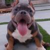 american bully for sale