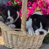 Akc Boston Terrier litter