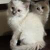 Ragdoll Kittens Tica registered