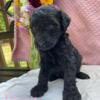 Golden doodle puppy f1b