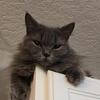 Female British Longhair