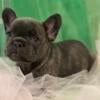 French Bulldog puppies Ready to be rehomed