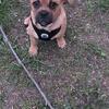 Pug