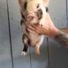 3/4 kune kune, 1/4 potbelly piglets