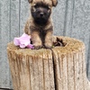 Cairn terrier akc puppies