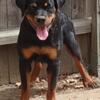 German Rott pups 