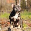 Frenchie Male available for stud