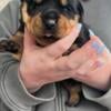 AKC German Rottweilers