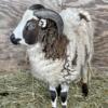 Yearling Jacob Sheep Ram