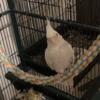 Cockatiel and Parakeet For Sale + Cages WI Rapids