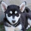 Pure-Bred Huskies