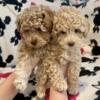 CKC Toy Poodle Puppies