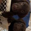 Labrador Retriever Puppies