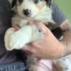 Mini Australian shepherd puppies