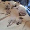 Beautiful  siamese  kittens