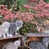 Scottish Fold Kittens for sale