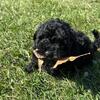 Shihpoo puppies