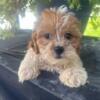 Maltipoo Puppy for sale