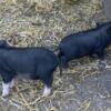 Julian/ Potbelly  Cross piglets