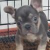 Lilac and tan male French bulldog