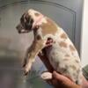 AKC Great Dane puppies available