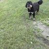 goldendoodle phantom female not fixed 1 year old