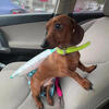 ISO mini doxie