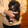 Cockapoo Mini