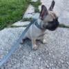 Female frenchie looking for new home