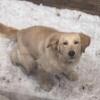 Golden Retriever Stud Service