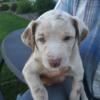 Ready to go 300. Australian shepherd cross puppies, blue eyes some merles!