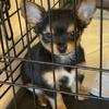 Male Teacup Yorkie puppies