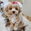 Maltipoo boy