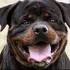 AKC European Rottweiler Dzomba