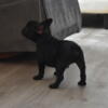 Fluffy Carrier French Bulldog Puppy