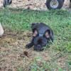 French bulldog  female available