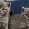 British Shorthair Blue Male and Female are available