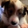 AKC Sheltie Puppies For Sale