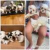 Bichon frise shi tzu mix teddies 1000