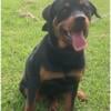 AKC Rottweiler 