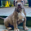 Lilac XL Bully Male abkc paperwork