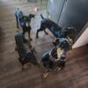 MEMORIAL DAY SPECIAL AKC REGISTERED DOBERMAN PINSCHER PUPPIES 3 left