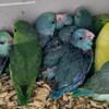 parrotlets still available